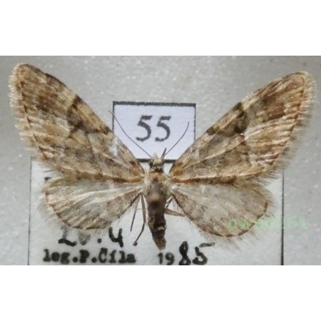 Eupithecia lanceata (Hübner, 1825) Czech55